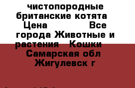 чистопородные британские котята › Цена ­ 10 000 - Все города Животные и растения » Кошки   . Самарская обл.,Жигулевск г.